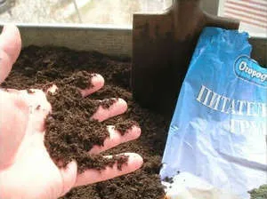 Răsaduri de roșii în plantarea de origine, fertilizarea și protecția împotriva bolilor (puieți) Răsaduri de roșii în plantarea de origine, fertilizare si protectia impotriva bolilor
