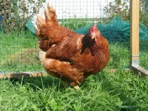 Reproducție pui în casă (condiții) pui de reproducție la domiciliu