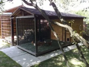 pui de reproducție la domiciliu (home) pui de reproducție la domiciliu
