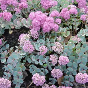 plantă stonecrop (Sedum) imagini, numele și descrierea tipurilor de flori, proprietăți medicinale stonecrop