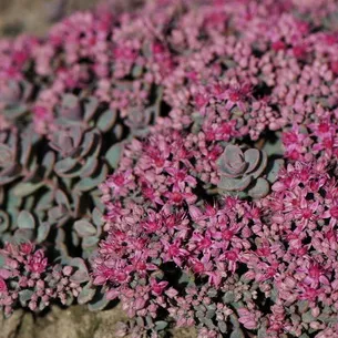 plantă stonecrop (Sedum) imagini, numele și descrierea tipurilor de flori, proprietăți medicinale stonecrop