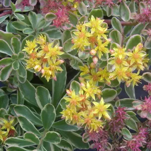 plantă stonecrop (Sedum) imagini, numele și descrierea tipurilor de flori, proprietăți medicinale stonecrop