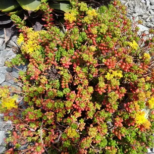 plantă stonecrop (Sedum) imagini, numele și descrierea tipurilor de flori, proprietăți medicinale stonecrop