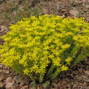 plantă stonecrop (Sedum) imagini, numele și descrierea tipurilor de flori, proprietăți medicinale stonecrop