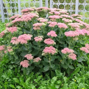 plantă stonecrop (Sedum) imagini, numele și descrierea tipurilor de flori, proprietăți medicinale stonecrop