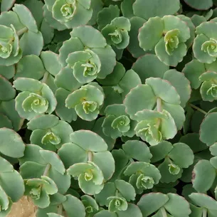plantă stonecrop (Sedum) imagini, numele și descrierea tipurilor de flori, proprietăți medicinale stonecrop