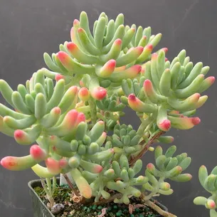 plantă stonecrop (Sedum) imagini, numele și descrierea tipurilor de flori, proprietăți medicinale stonecrop