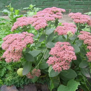 plantă stonecrop (Sedum) imagini, numele și descrierea tipurilor de flori, proprietăți medicinale stonecrop