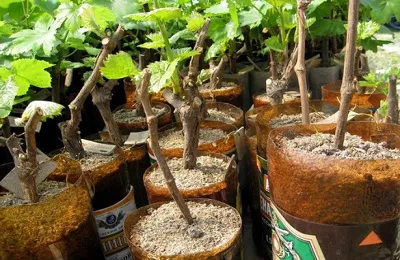 Propagarea prin butasi de struguri cum să crească în plantarea de origine și de reproducere