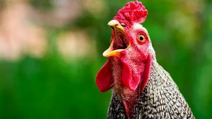 Reproducție pui la domiciliu pentru începători pui de carne, în creștere în țară, după cum