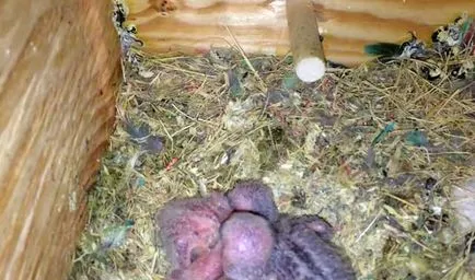 De reproducție lovebirds acasă cu fotografii și video