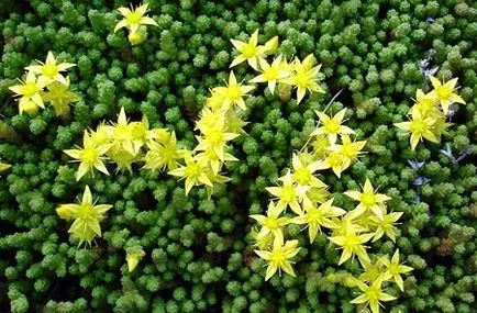 plantă Stonecrop - tipuri și aplicarea acesteia - să fie sănătos