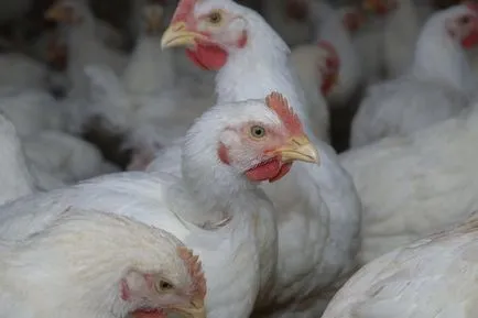 Reproducție pui la domiciliu pentru începători pui de carne, în creștere în țară, după cum