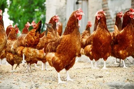 Reproducție pui la domiciliu pentru începători pui de carne, în creștere în țară, după cum