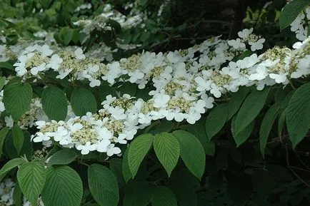 Plante pentru soluri alcaline, gradina mea - sfaturi de vară