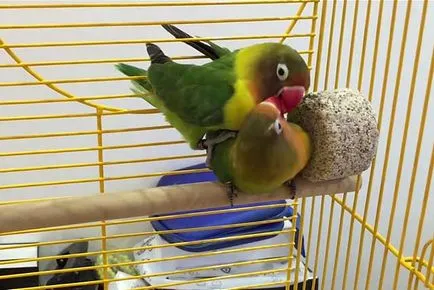 De reproducție lovebirds acasă cu fotografii și video