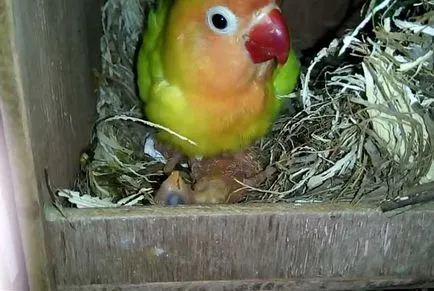 De reproducție lovebirds acasă cu fotografii și video