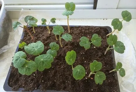 răsaduri Nasturtium la sfaturi cu privire la domiciliu în creștere (Nasturtium) răsaduri Nasturtium la sfaturi de acasă pe creștere