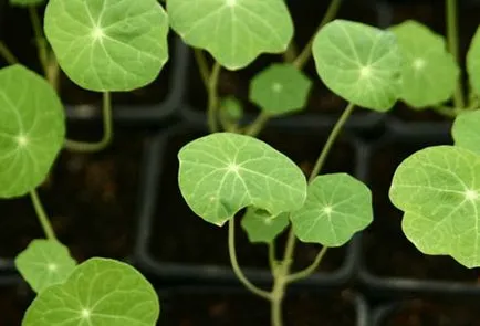 răsaduri Nasturtium la sfaturi cu privire la domiciliu în creștere (răsaduri de condurul la domiciliu) răsaduri Nasturtium la sfaturi de acasă pe creștere