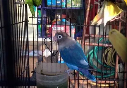 De reproducție lovebirds acasă cu fotografii și video