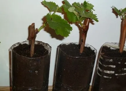 Propagarea prin butasi de struguri cum să planteze, să crească, atunci când pentru a recolta, magazin,