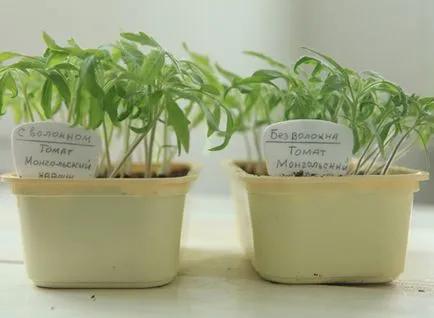 Răsaduri de tehnologia de cultivare de tomate de pe (aranjament de gradina) răsaduri de roșii în creștere de tehnologie pe