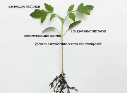 Răsaduri de tehnologie în creștere de tomate de pe (răsaduri de tomate: tehnologie în creștere) răsaduri de roșii în creștere de tehnologie pe