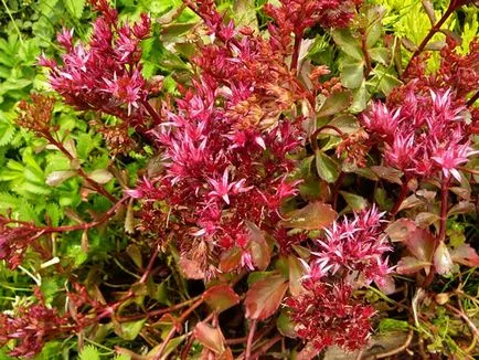 plantă Stonecrop - tipuri și aplicarea acesteia - să fie sănătos