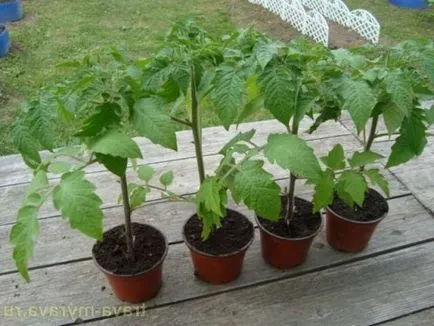 răsaduri de roșii de la site-ul țară de origine (tomate) Răsaduri de la roșii de acasă, cabana de vară