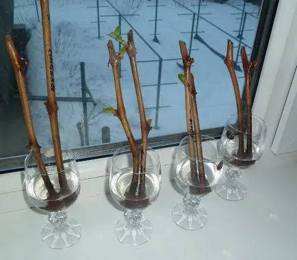 Propagarea prin butasi de struguri cum să planteze, să crească, atunci când pentru a recolta, magazin,