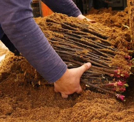 Propagarea prin butasi de struguri cum să planteze, să crească, atunci când pentru a recolta, magazin,