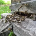 Roire ca albinele se produce (albină) Roire albine așa cum se întâmplă