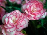căpșuni grădină - plantare și îngrijire Foto căpșuni, căpșuni în creștere - o descriere a trunchiere și