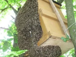 Roire albine ca un fenomen natural - de ce albinele roiesc peste stup (roire) Roire albine ca un fenomen natural - de ce albinele roiesc pe stup de albine