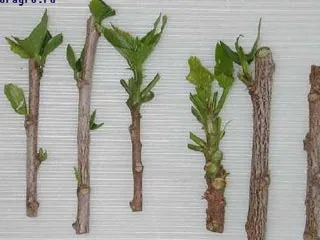 Trandafiri de la Butasii cum să crească, cum să rădăcină, cum se multiplica, de plantare, butași