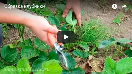 căpșuni grădină - plantare și îngrijire Foto căpșuni, căpșuni în creștere - o descriere a trunchiere și