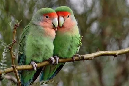 roz cu fața Lovebird