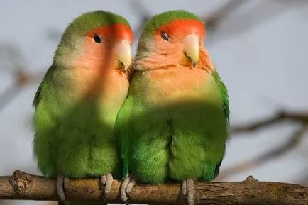 roz cu fața Lovebird