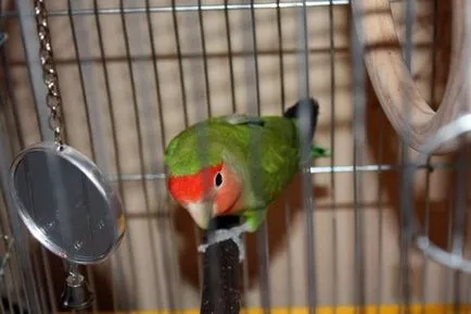 roz cu fața Lovebird