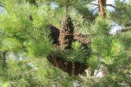 Roire albine cum este (familia de albine are nevoie totală) Roire albine așa cum se întâmplă