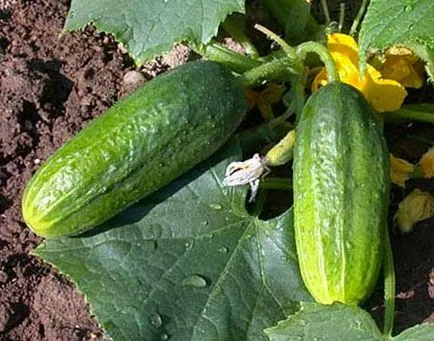 soiuri de grădinărit castravete