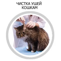 curățare Cat Salon Cat
