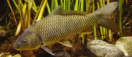 Carp descriere pește, fotografii, video