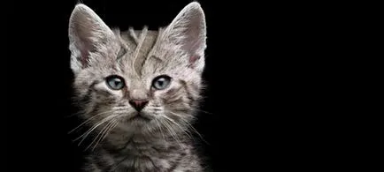 Salon de frumusețe pentru animale (animale de companie) Salon pentru animale de frumusețe