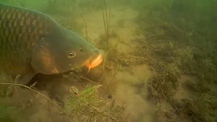 Carp descriere pește, fotografii, video