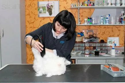 Salon pentru animale de frumusețe Salon pentru animale de frumusețe