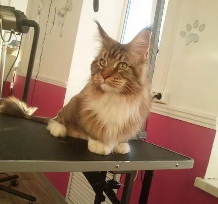 curățare Cat Salon Cat