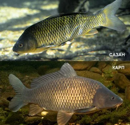 Carp descriere pește, fotografii, video