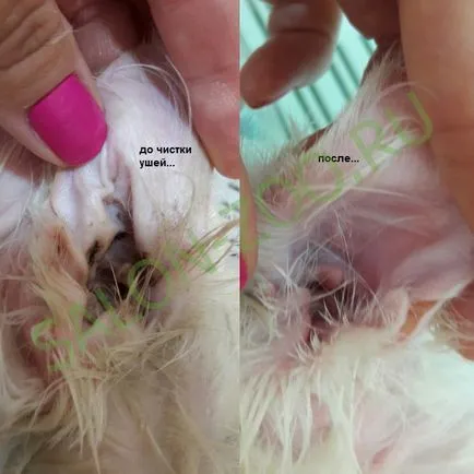 curățare Cat Salon Cat