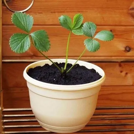 În cazul în care pentru a începe căpșuni plante - plante - fructe si legume (legume și fructe) În cazul în care pentru a începe la căpșuni de plante - plante - fructe si legume